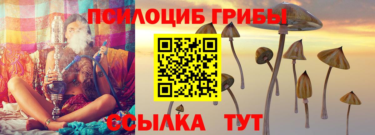 Псилоцибиновые грибы Cubensis Назрань